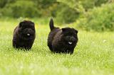 CHOW CHOW 570